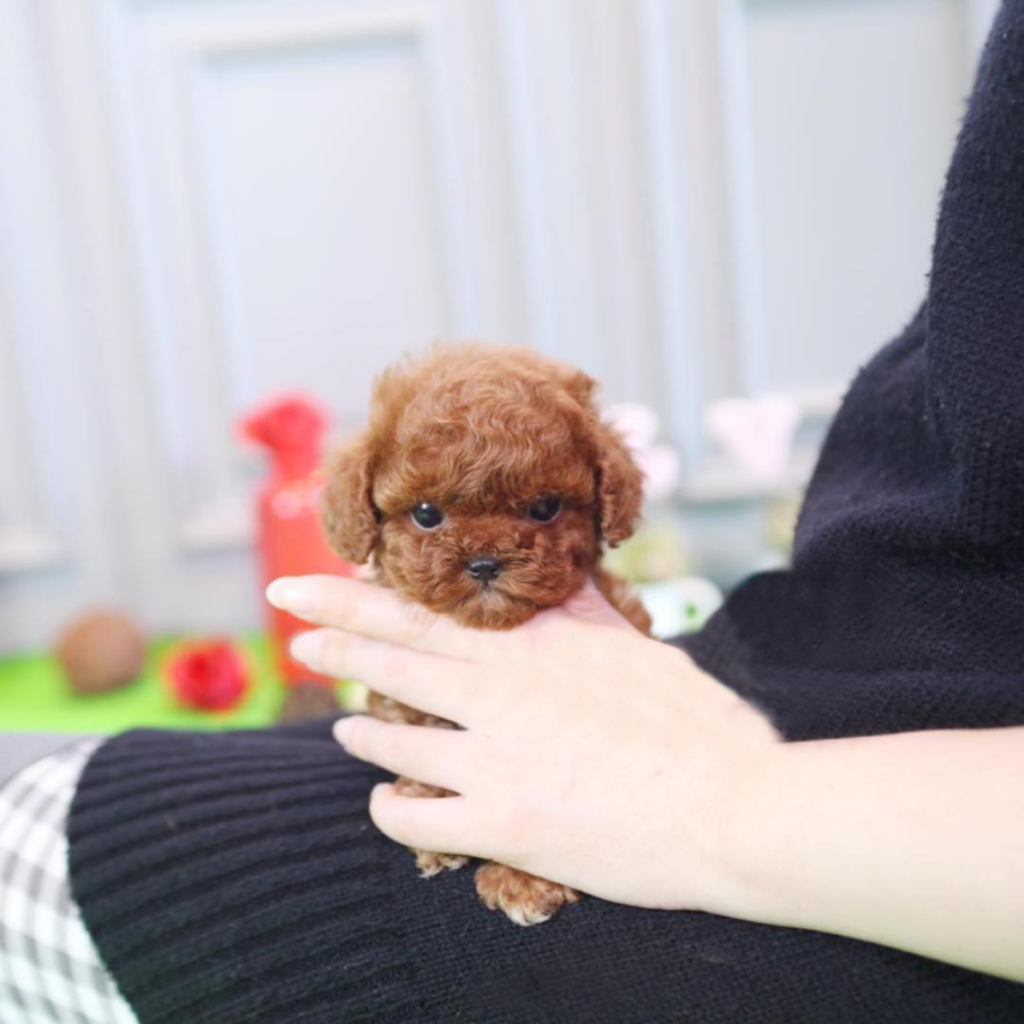 mini poodle puppies for sale