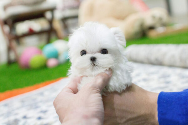 Maltese - Benny