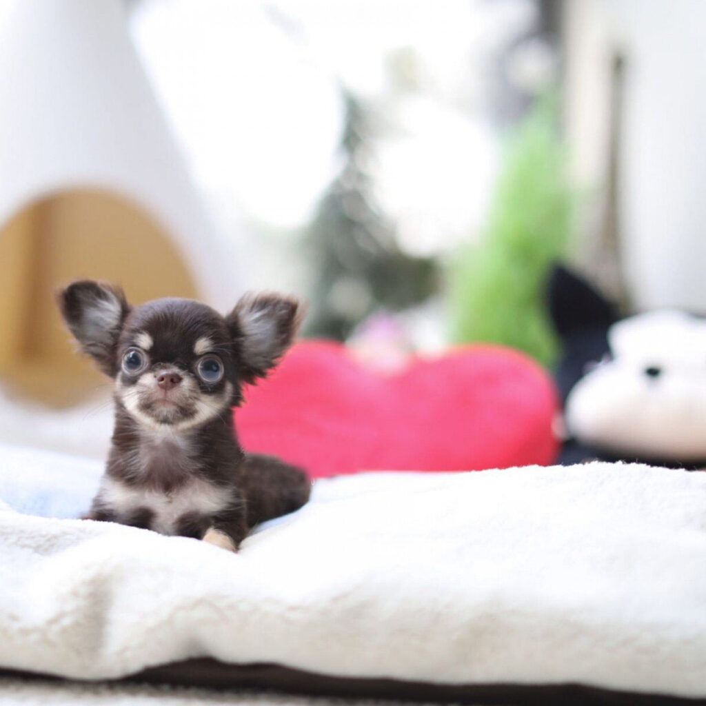 teacup chihuahua puppies for sale