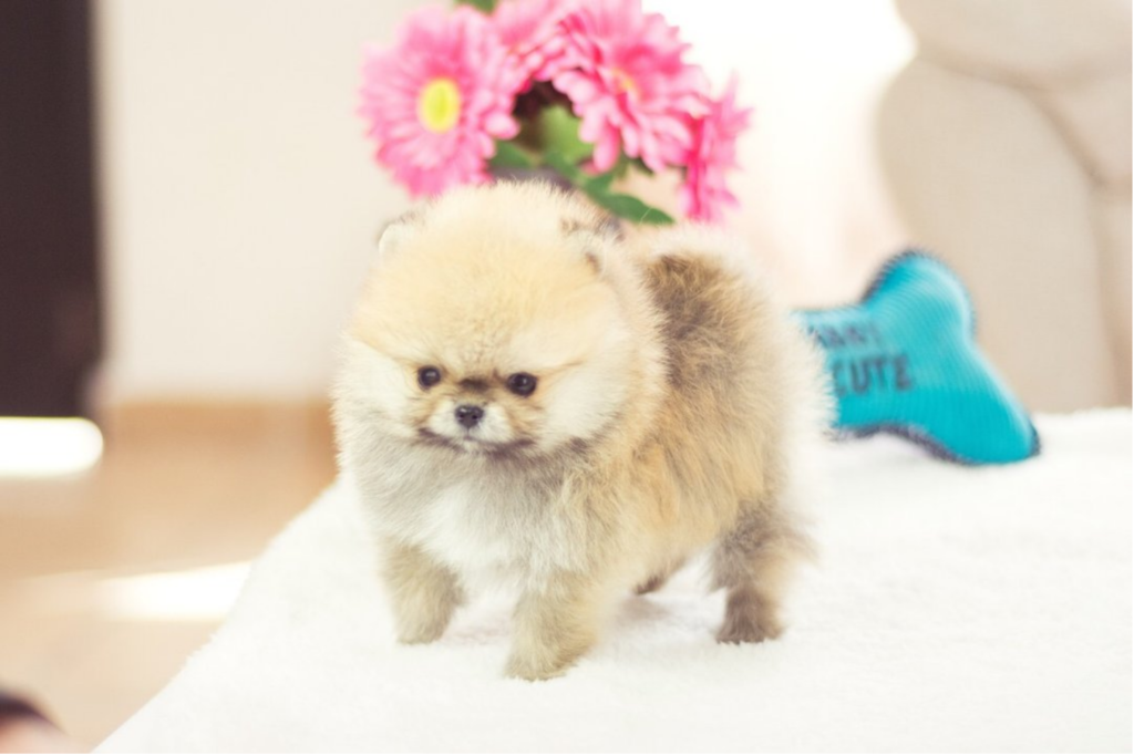 mini pomeranian puppies for sale