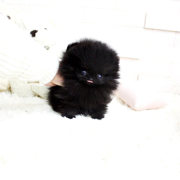 mini pomeranian puppies for sale