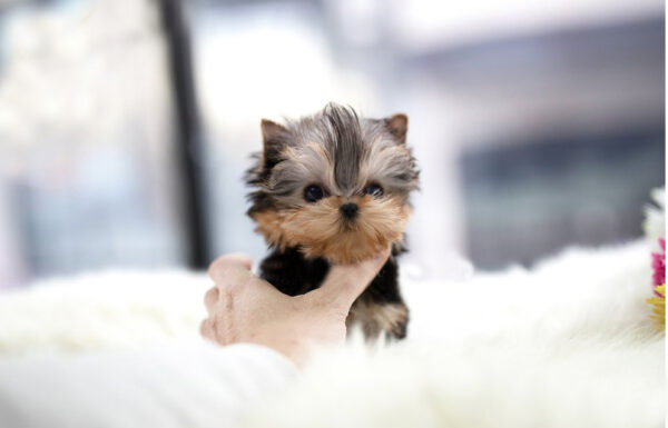 Yorkshire Terrier -  Coco