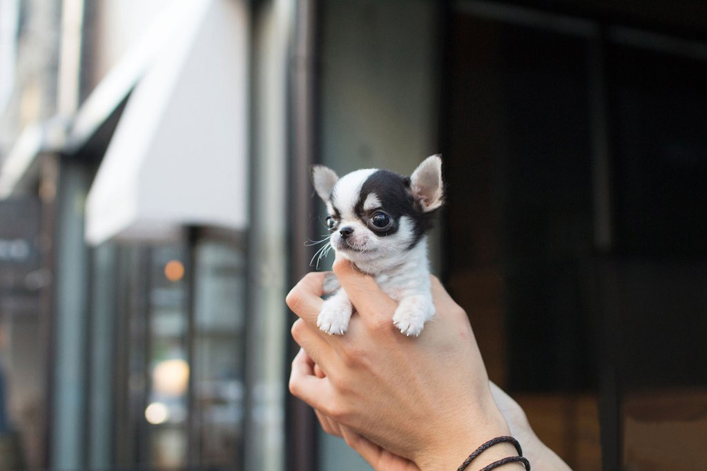 teacup chihuahua puppies for sale