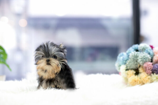 Yorkshire Terrier -Chleo