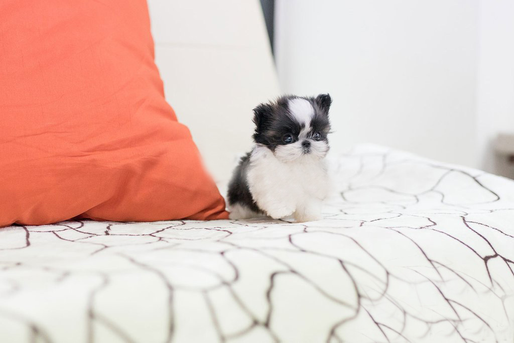 mini shih tzu puppies for sale