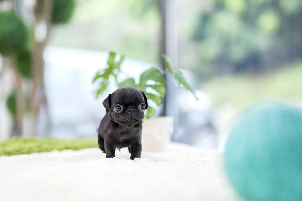 mini pug puppies for sale