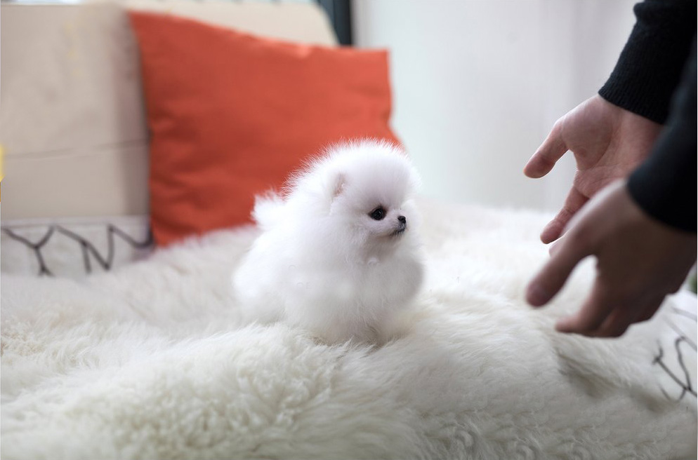 mini pomeranian puppies for sale