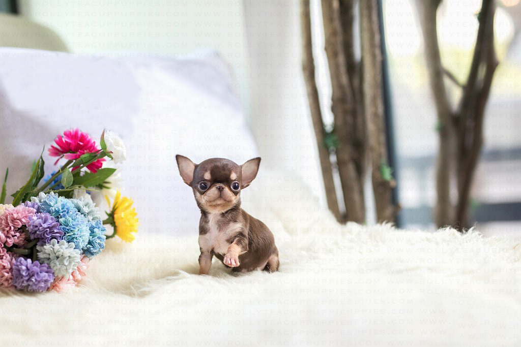 teacup chihuahua puppies for sale