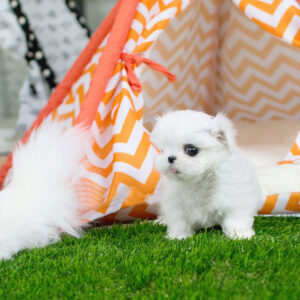 Maltese -  Bella