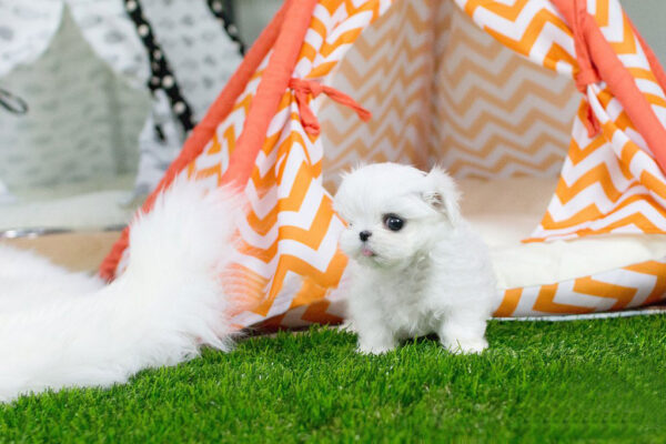 Maltese -  Bella