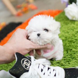 Maltese - Brian