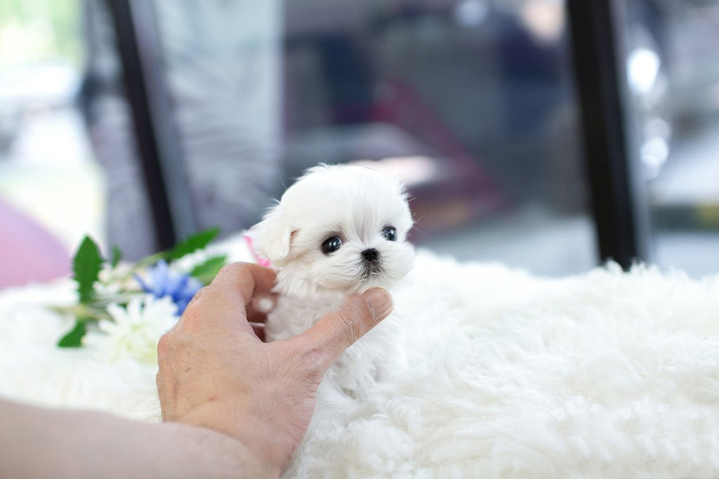 teacup maltese puppies for sale