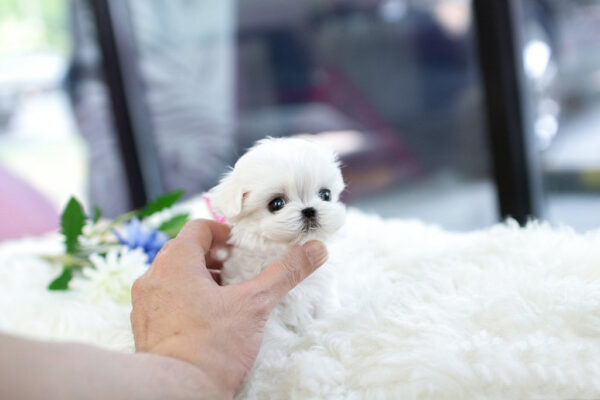 Maltese - Bentley