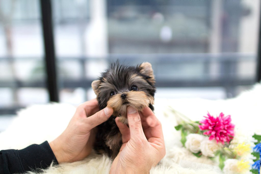 teacup yorkie puppies for sale