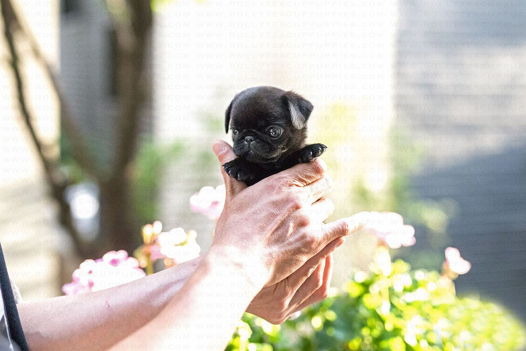 mini pug puppies for sale