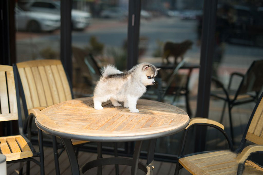 mini pomsky puppies for sale