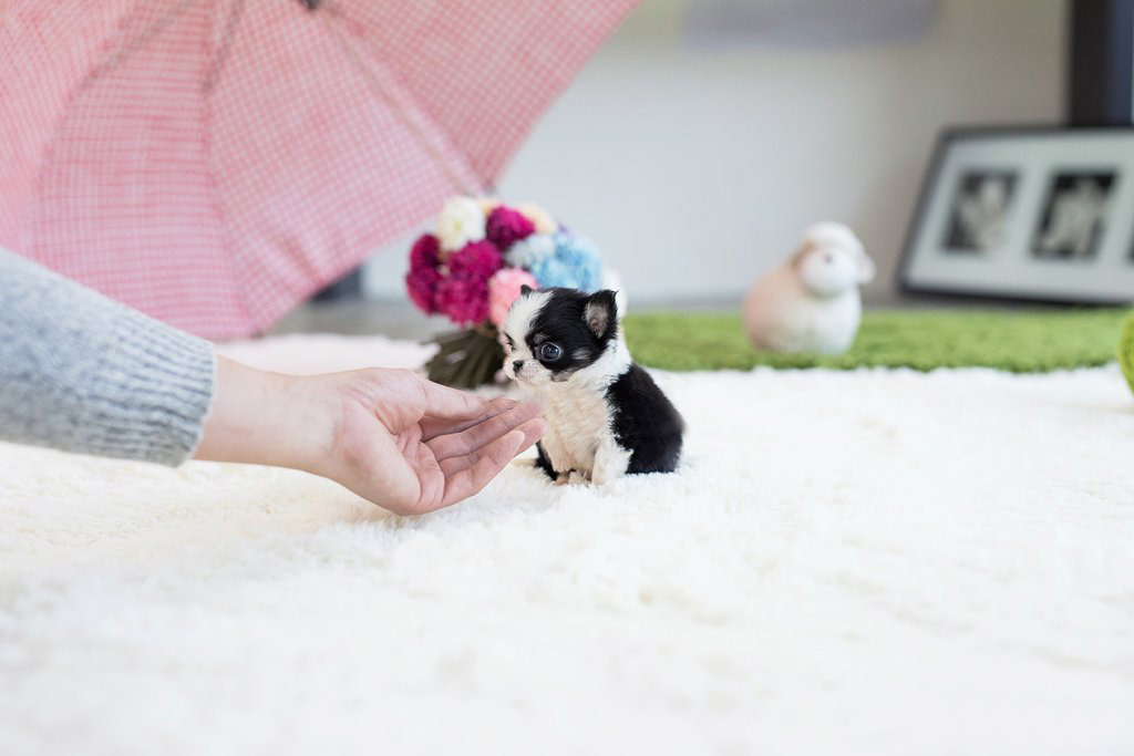 teacup chihuahua puppies for sale