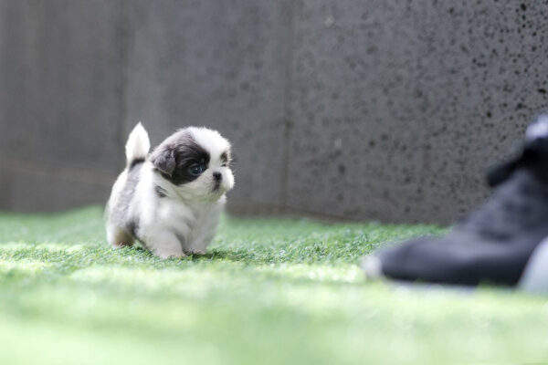 Shih Tzu - Zorro