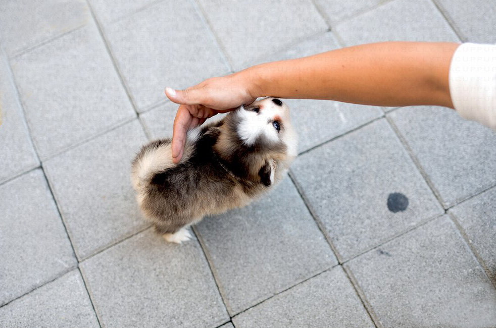 mini pomsky puppies for sale