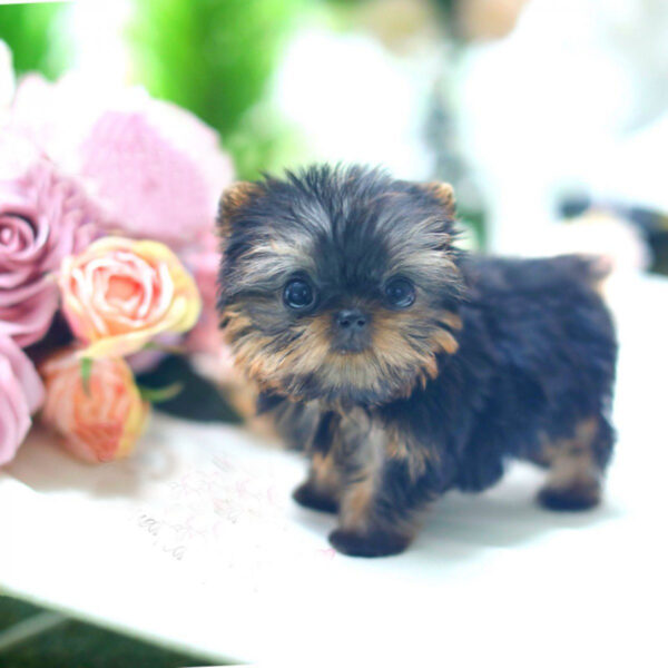 Yorkshire Terrier. - kellie