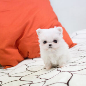 Maltese - Bianca