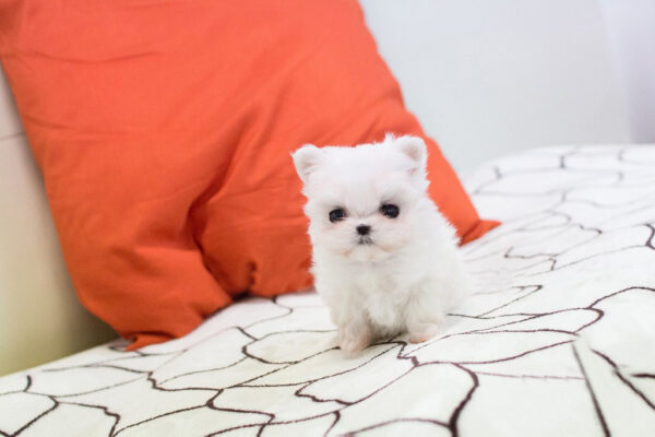 Maltese - Bianca