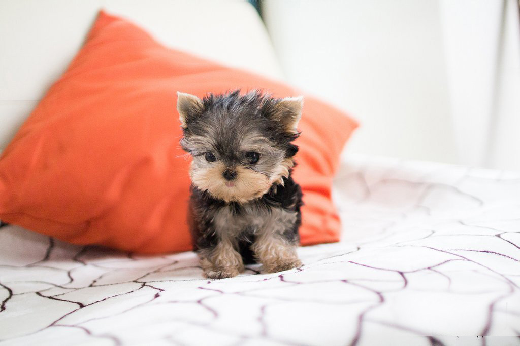 Teacup Yorkie Puppies For Sale Best 0