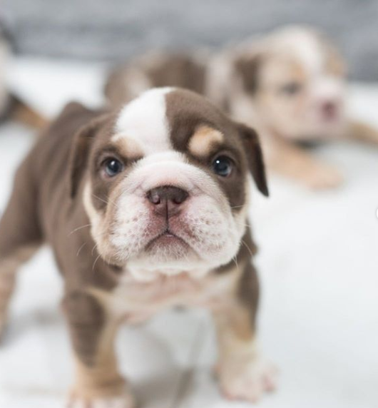 teacup english bulldog for sale