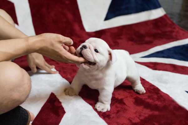 English Bulldog-bobby