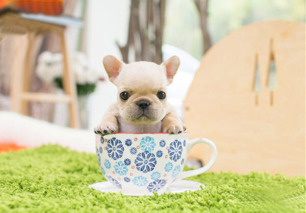 French Bulldog-Ben cream