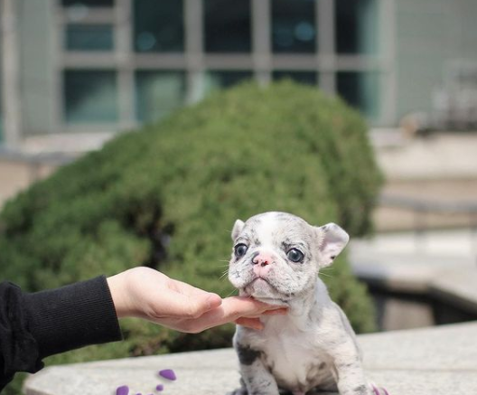 mini frenchies for sale