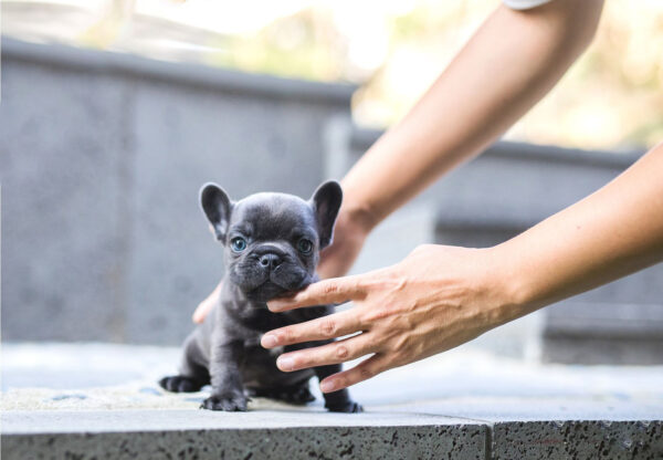 French Bulldog-Hulk