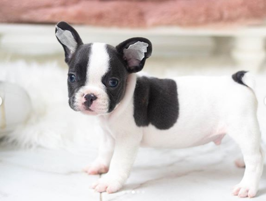 mini frenchies for sale