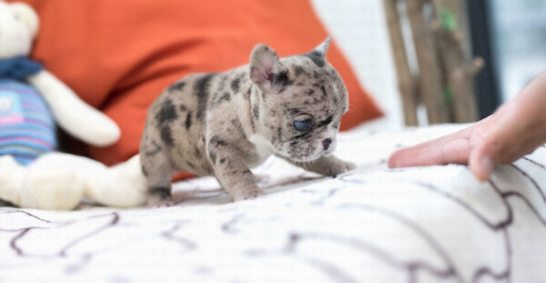 French Bulldog-Rolly