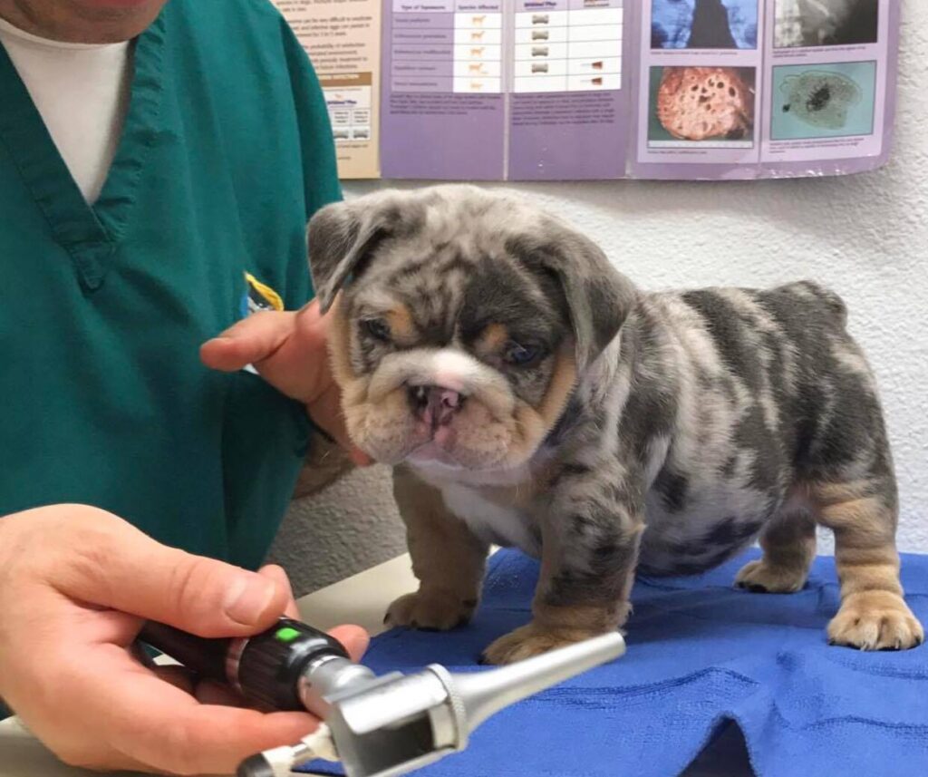 teacup english bulldog for sale