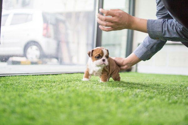 English Bulldog-Dexter