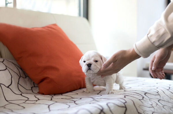 English Bulldog-Michela