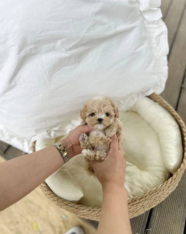 Maltipoo-Morgan