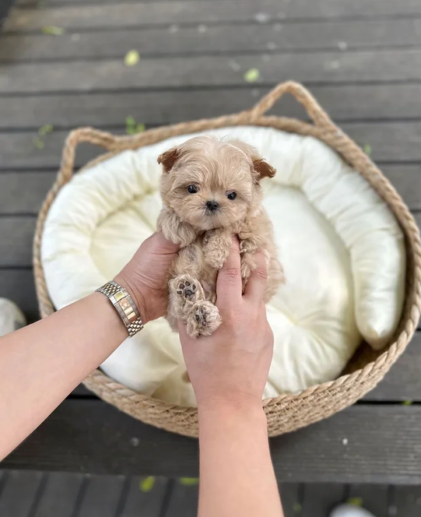 Maltipoo-Jessie