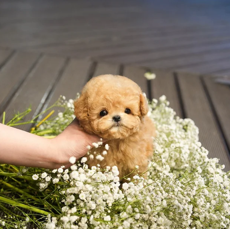 maltipoo puppies for sale