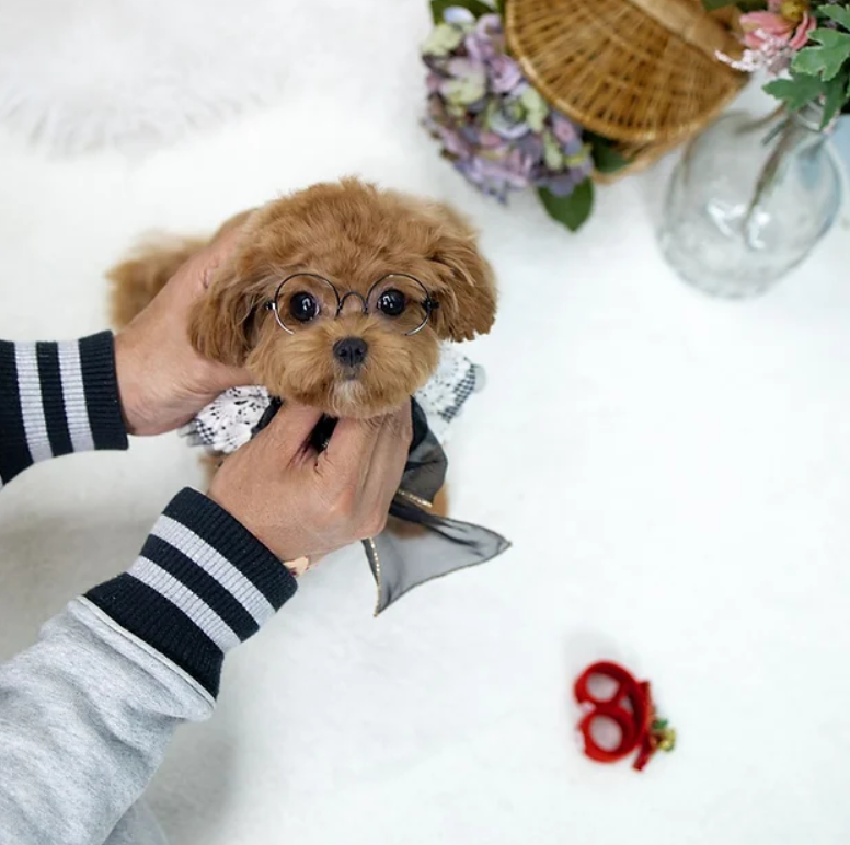 maltipoo puppies for sale